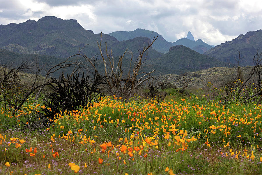 Spring under the Superstitions Photograph by Sue Cullumber