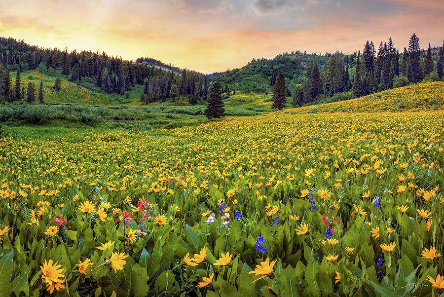 Spring Vibrance Idaho Photograph by Leland D Howard Spring Vibrance Idaho Photograph by Leland D Howard