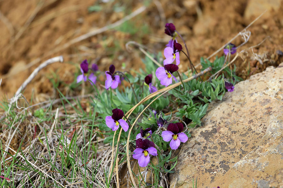 Spring Violets Photograph
