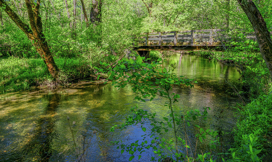 Spring Walk Along the Creek Photograph by Marcy Wielfaert
