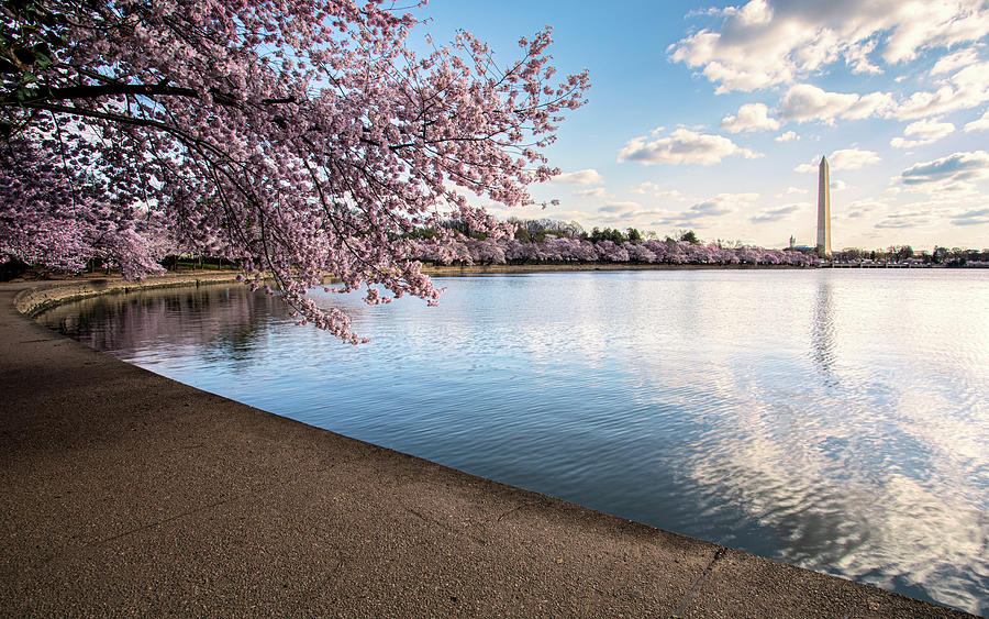 Spring Walk in DC Photograph by C  Renee Martin