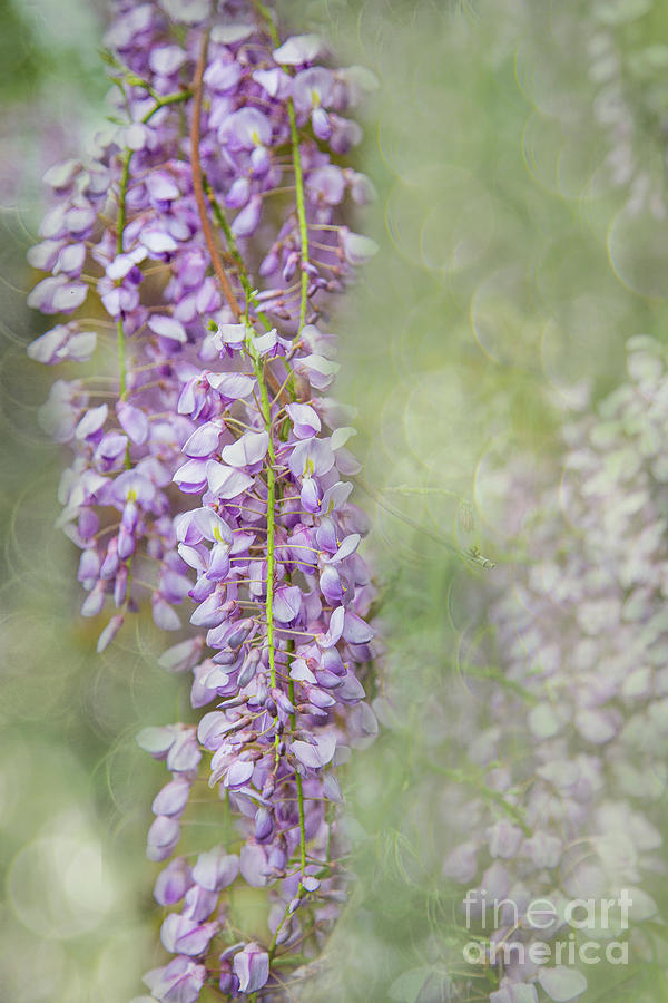 Flower Photograph - Spring Waltz of the Wisteria by Marilyn Cornwell