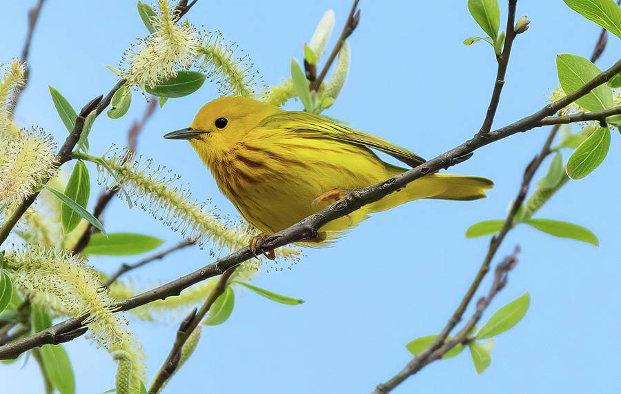 Spring Warbler Photograph by Jody Partin