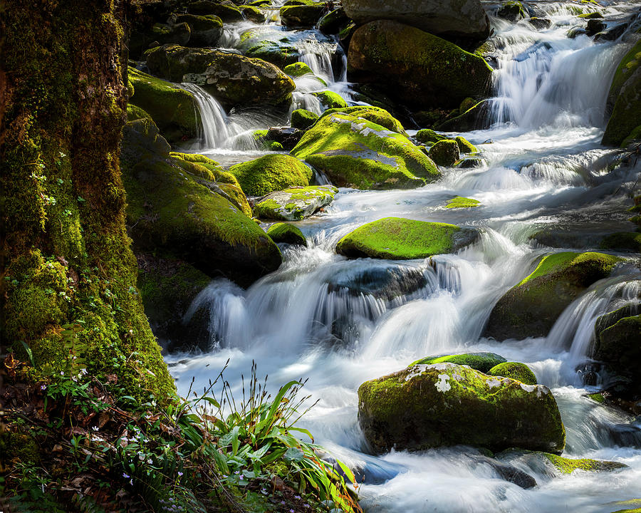 Spring Water in the Smokies Photograph by Theresa D Williams