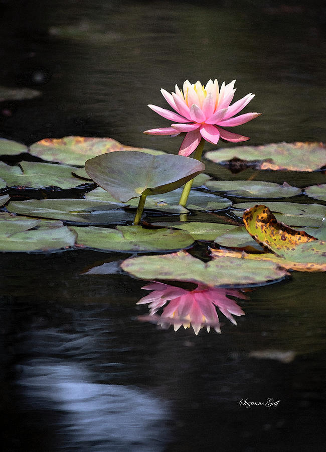 Spring Water Lily in Watercolor V Photograph by Suzanne Gaff