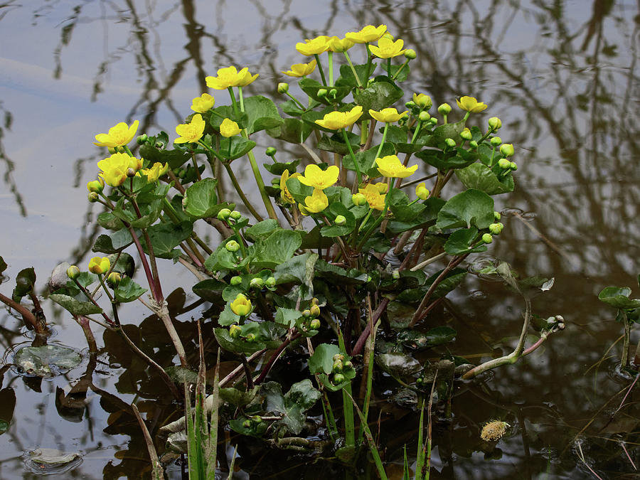 Spring Waters Flower. Marsh-marigold Photograph