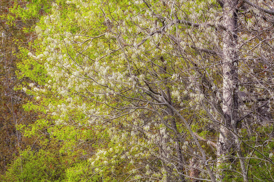 Spring White Aspen Leaves Photograph by Irwin Barrett