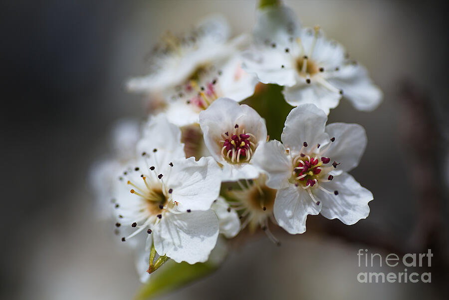 Spring Photograph - Spring White Blossom Display  by Joy Watson