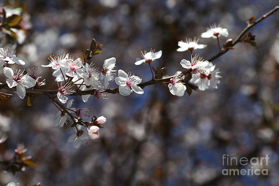Spring White Blossom Photograph by Joy Watson