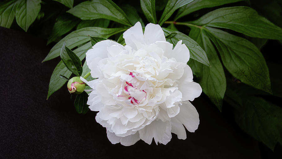 Spring White Peony Photograph by Julie Palencia