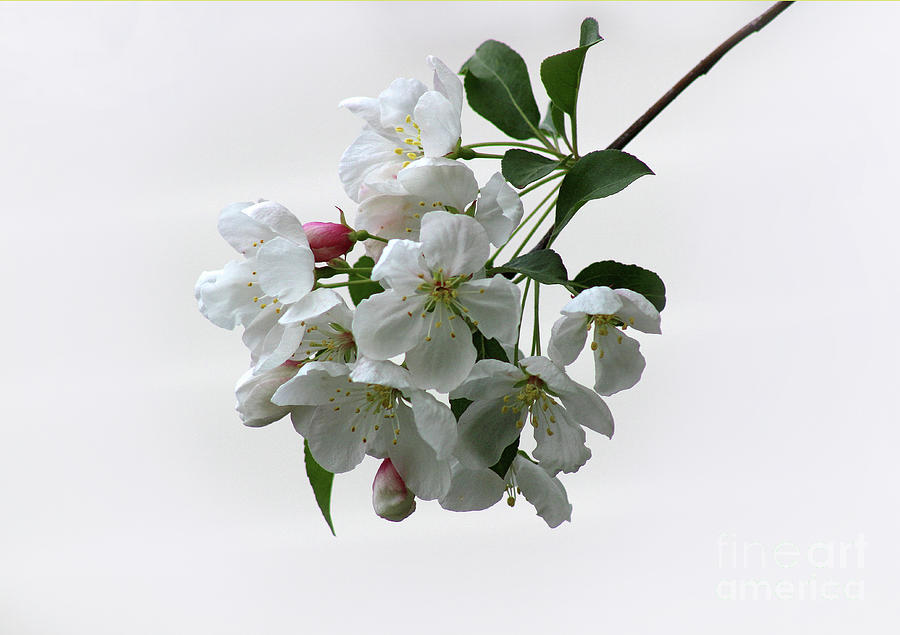Spring Whites Photograph by Karen Adams