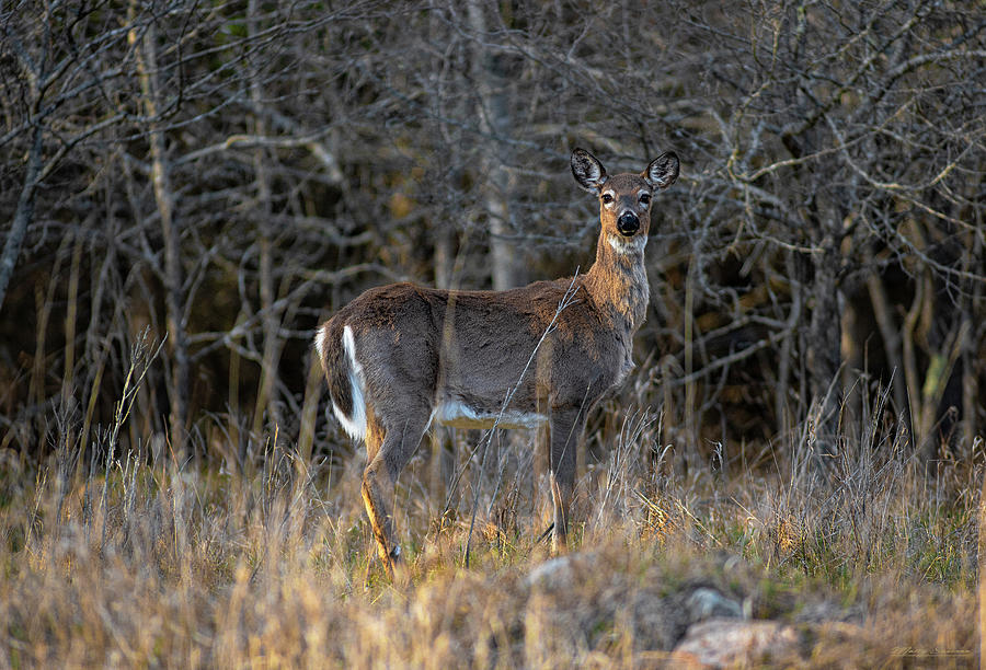 Spring Whitetail Doe Photograph by Marty Saccone