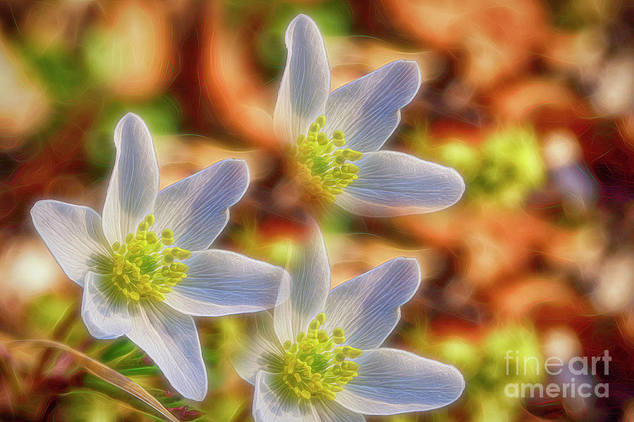 Spring Wildflower 2 Digital Art