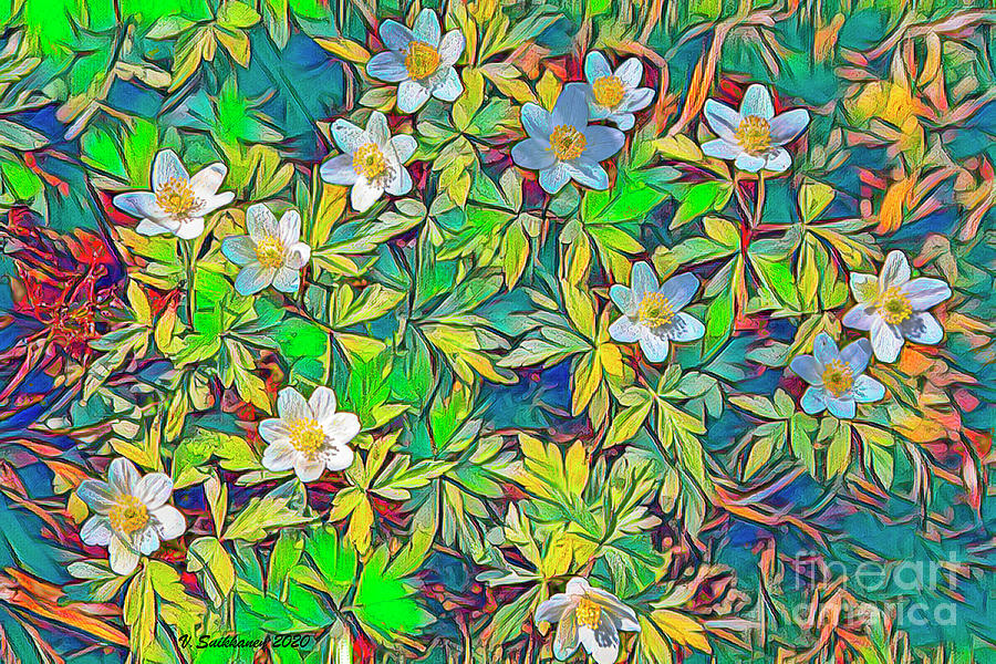 Spring Wildflower 3 Digital Art