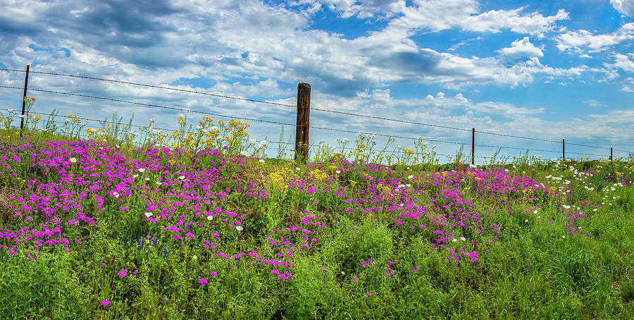 Spring Wildflower Fenceline Panorama Photograph by Lynn Bauer