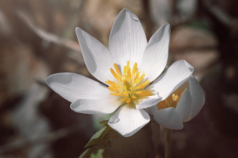 Spring Wildflower Photograph by Scott Norris