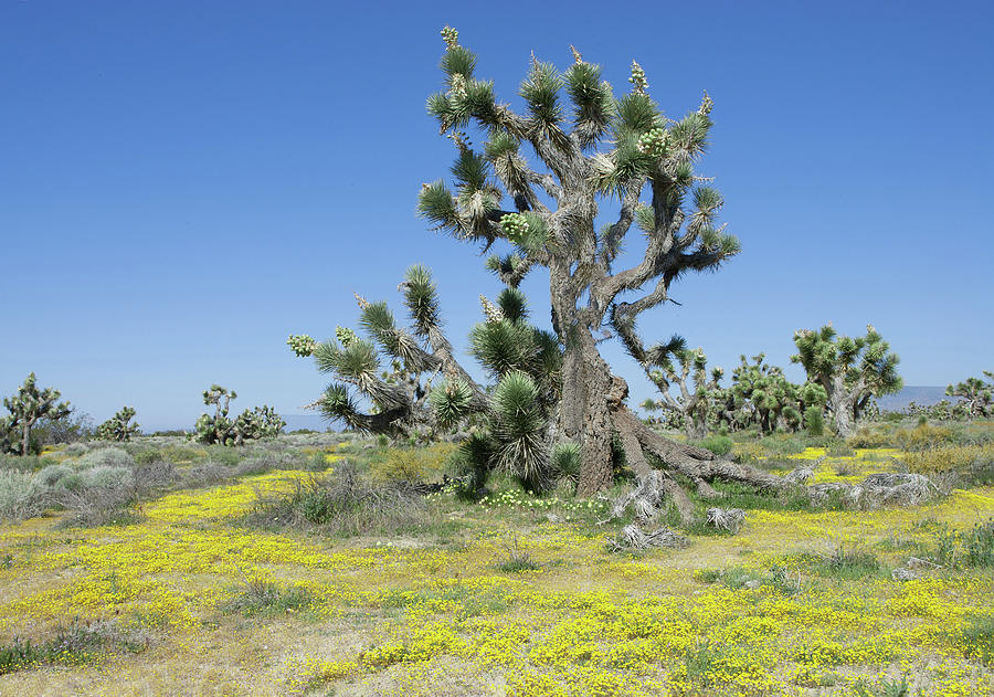 Spring Wildflowers and Blooming Joshua Trees in Mojave Desert California Photograph by Ram Vasudev
