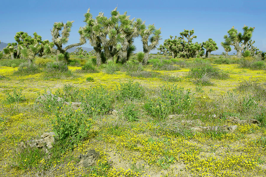 Spring Wildflowers and Joshua Trees - Mojave Desert California Photograph by Ram Vasudev