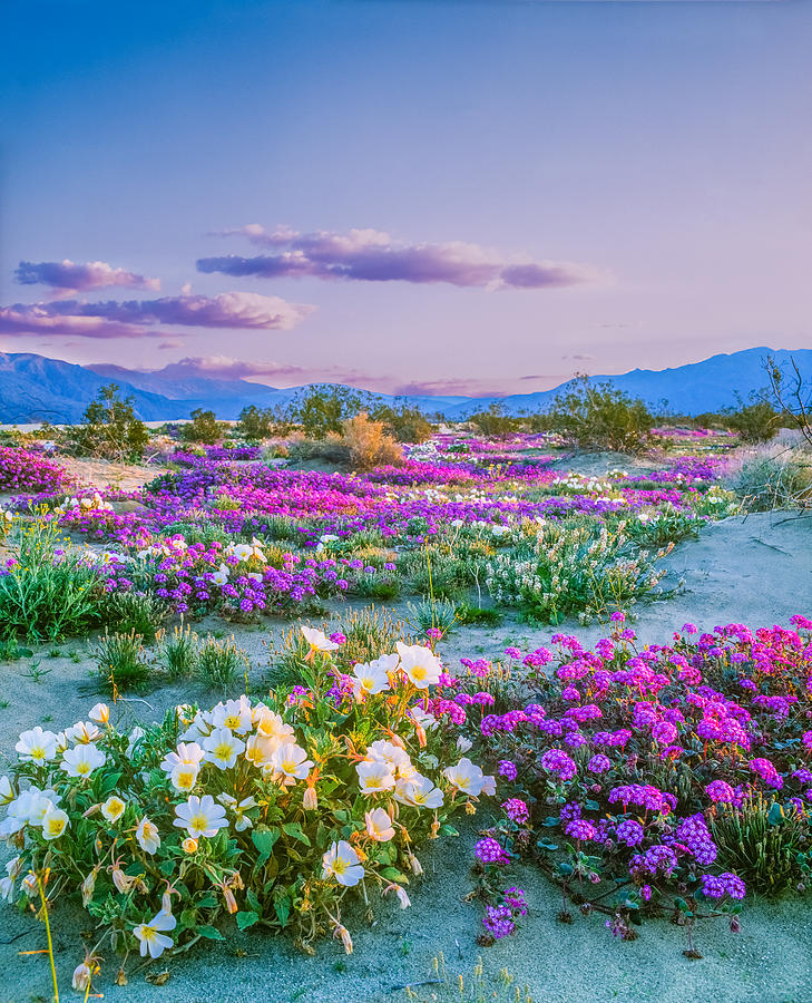 Spring wildflowers Anza Borrego Desert State Park, California Photograph by Ron and Patty Thomas