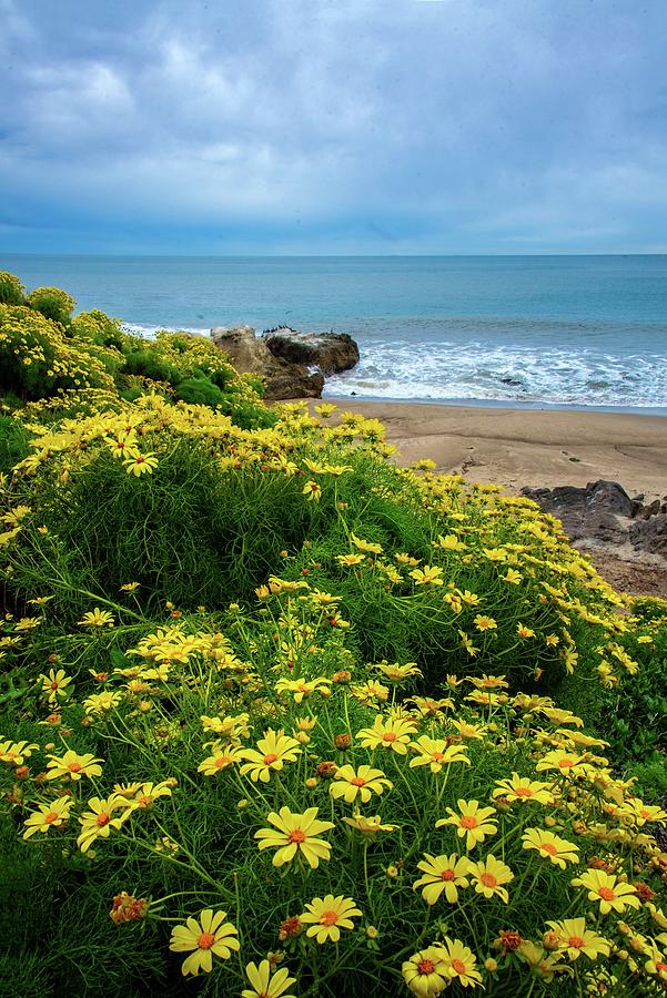 Spring Wildflowers at Leo Carrillo State Beach Photograph by Lynn Bauer