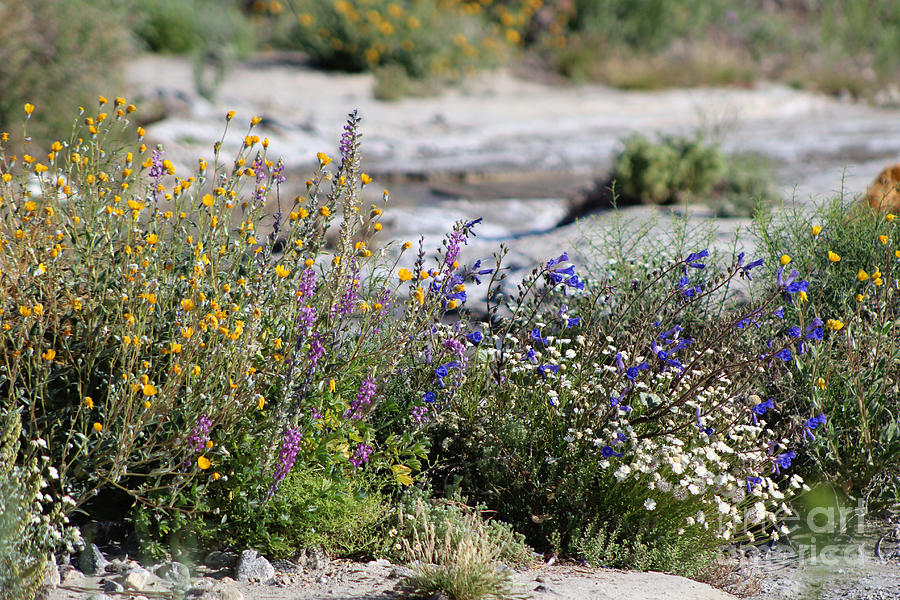 Spring Wildflowers at the Coachella Valley Wildlife Preserve Photograph by Colleen Cornelius