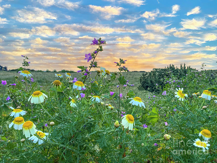 Sunset Photograph - Spring Wildflowers by Ceasar Garcia