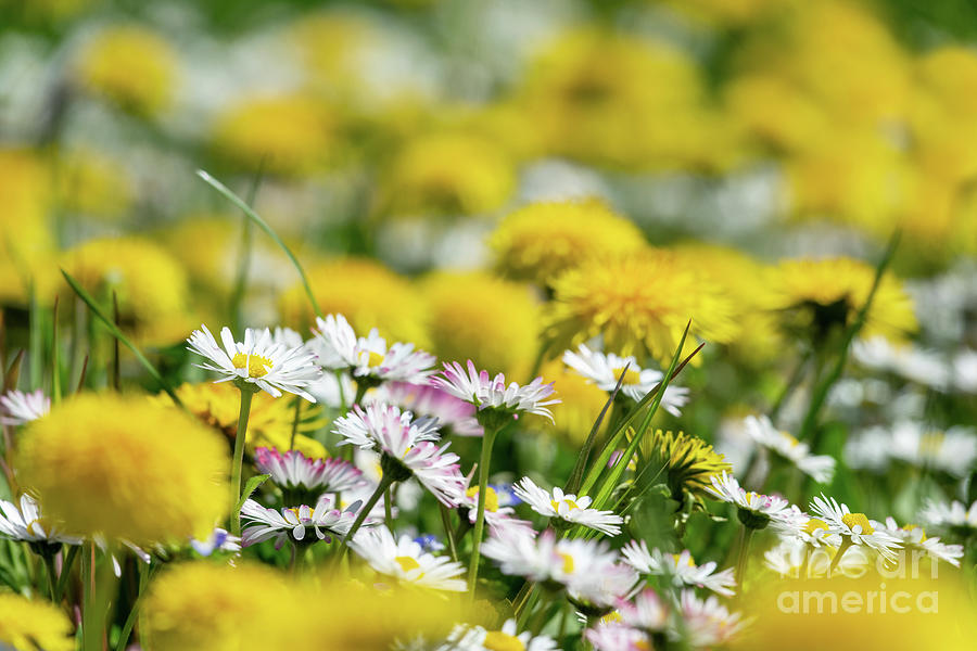 Spring Photograph - Spring wildflowers by Delphimages Photo Creations