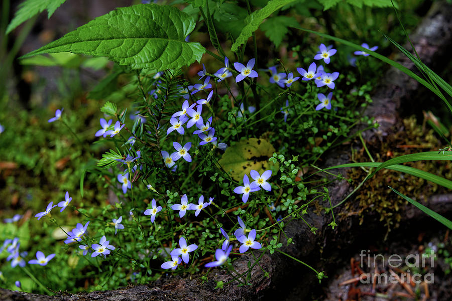 Spring Wildflowers In Pisgah National Forest, North Carolina Photograph by Felix Lai
