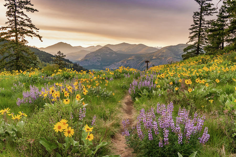 Spring Wildflowers at Sunset Photograph by Louise Kornreich