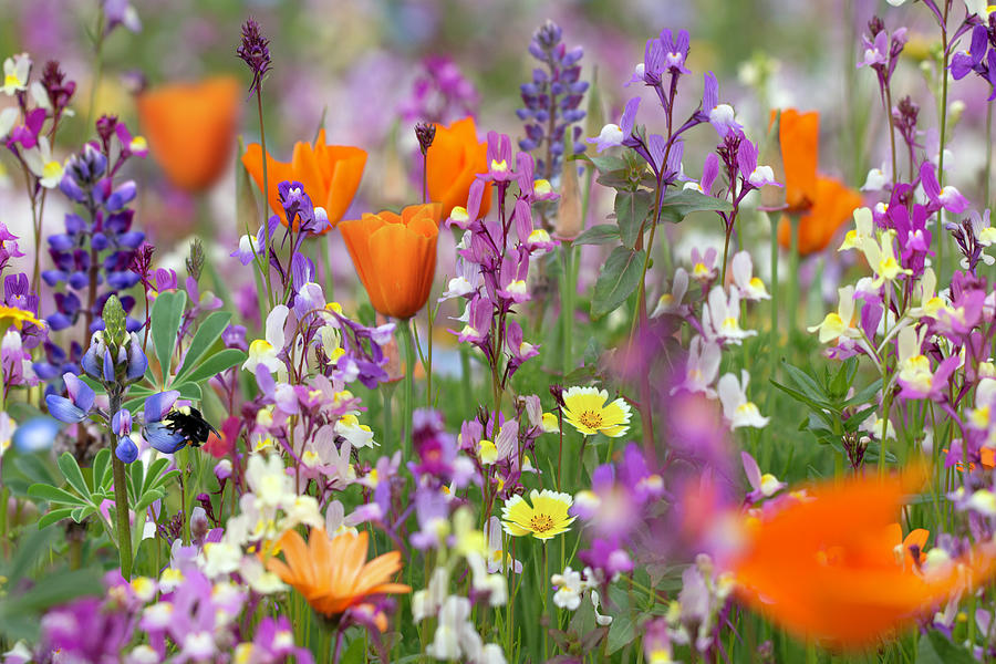 Spring Wildflowers with Bumblebee Photograph by Vanessa Thomas