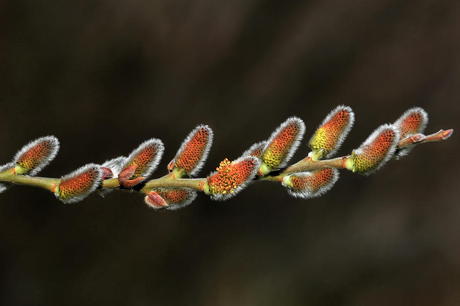 Tree Photograph - Spring Willow Buds by Donna Kennedy
