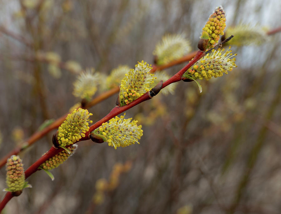 Spring Photograph - Spring willow catkins flowering by Phil And Karen Rispin