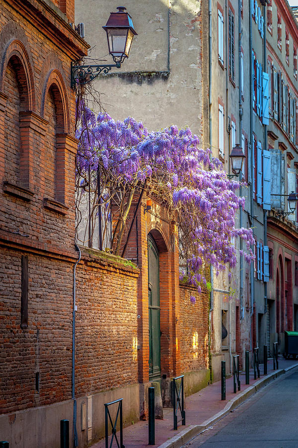 Spring Wisteria in Toulouse Photograph by W Chris Fooshee