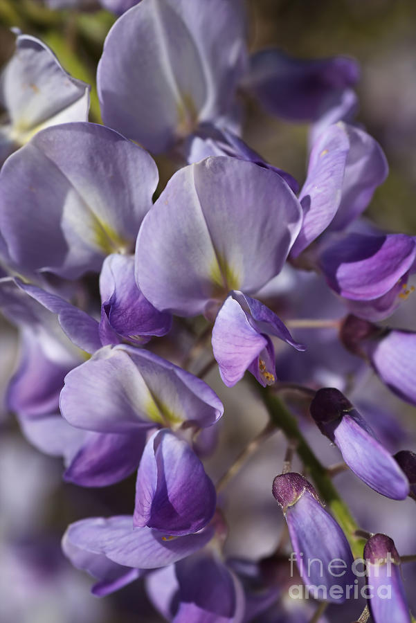 Nature Photograph - Spring Wisteria by Joy Watson