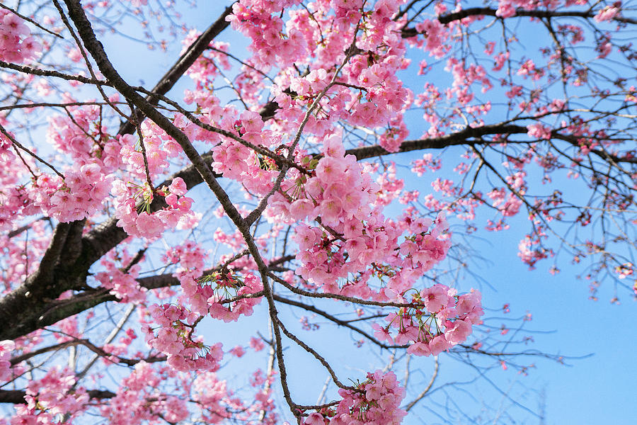 Spring with Sakura Photograph by Fia La Rose | Fine Art America