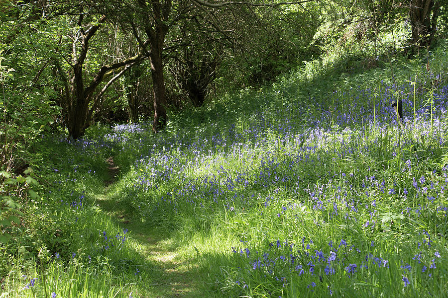 Spring Woodland Path With Bluebells Photograph