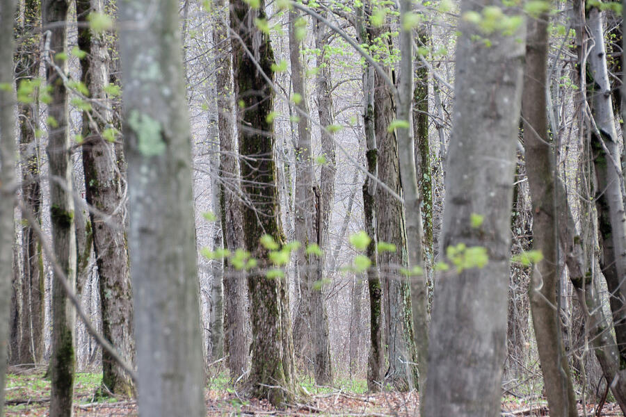 Spring Woods 1 -  Photograph by Julie Weber