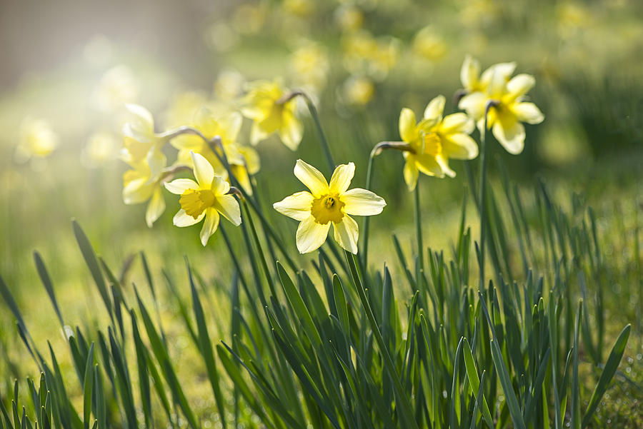 Spring yellow Daffodils - Narcissus flowers backlit by hazy sunshine Photograph by Jacky Parker Photography