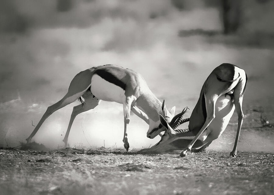 Springbok Clash Photograph by Lisl Moolman - Pixels