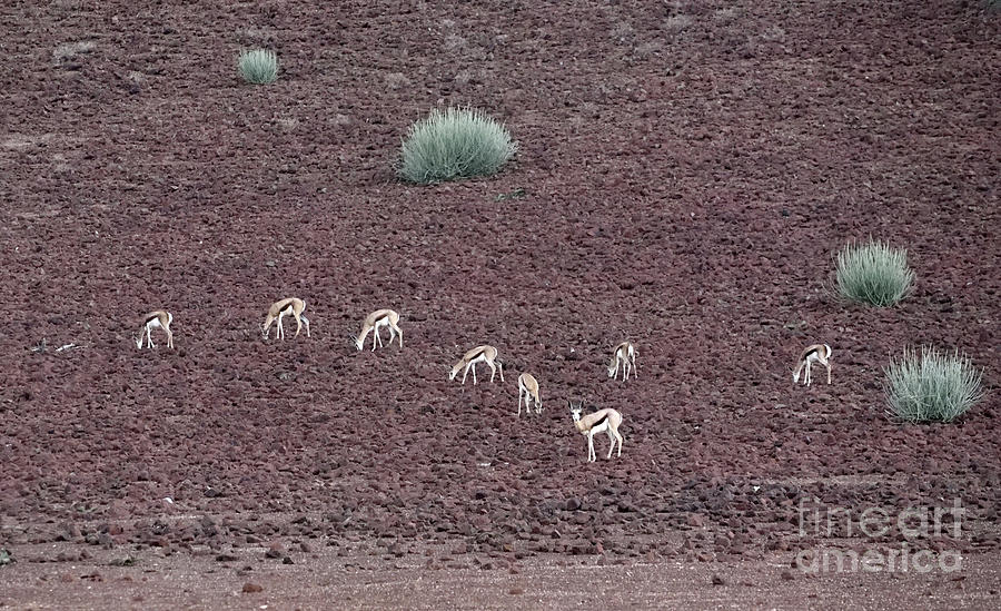 Springboks Grazing For Food In the Red Rocks Of The Namib Desert. Namibia.. Photograph by Tom Wurl