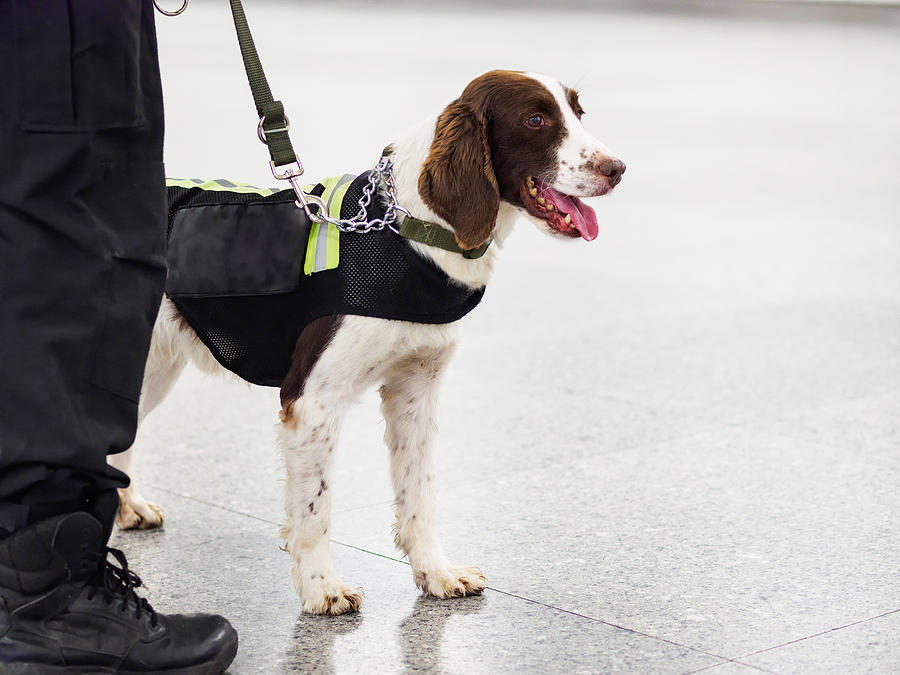 Springer explosive detection dog with chains in subway,  working dog, bomb-sniffing dog. Photograph by Yanjf