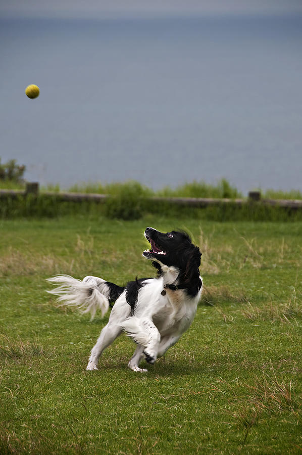 Springer Spaniel chasing a ball Photograph by John Clutterbuck