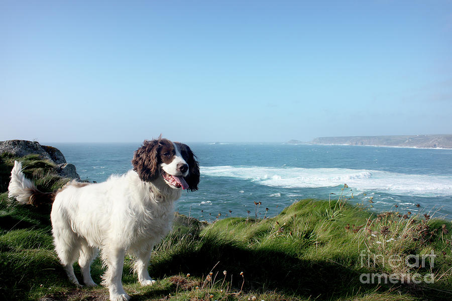 Springer Spaniel Dog in Sennen Cove Photograph by Terri Waters