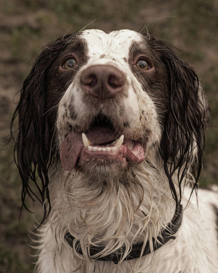 Springer Spaniel Photograph by Nick Bywater