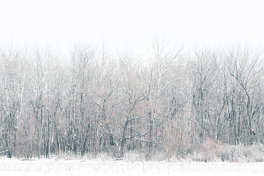 Springfield Lake Winter Photograph by Allin Sorenson