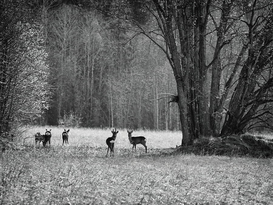 Springfields here we are bw. Roe deer Photograph by Jouko Lehto