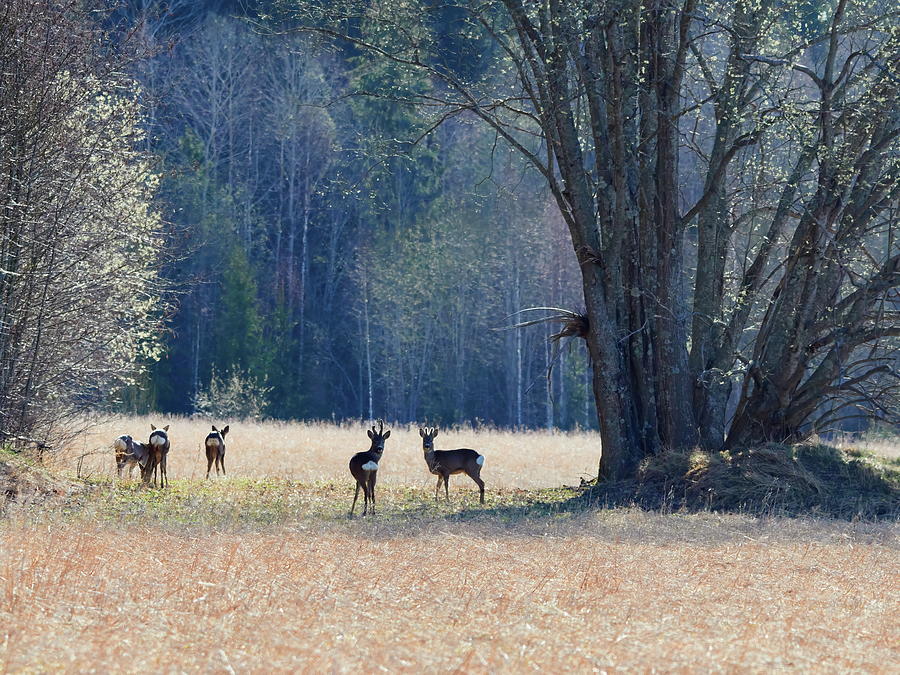 Springfields here we are. Roe deer Photograph by Jouko Lehto