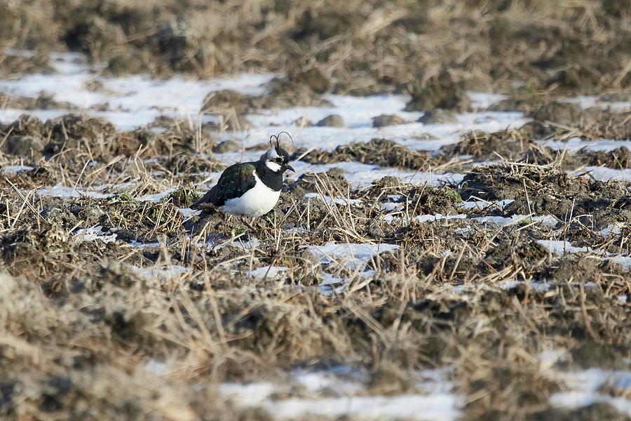 Springfileds here we come. Northern lapwing Photograph by Jouko Lehto