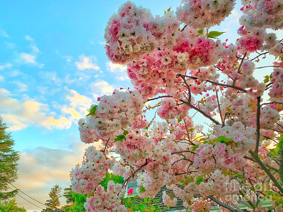 Springing blossoms  Photograph by Reena Kapoor