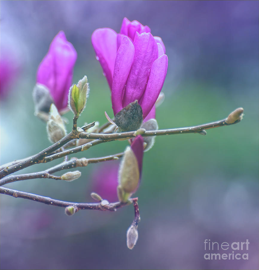 Springing In - Magnolia Blossom Photograph by Kerri Farley